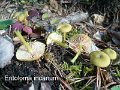 Entoloma incanum-amf762-1